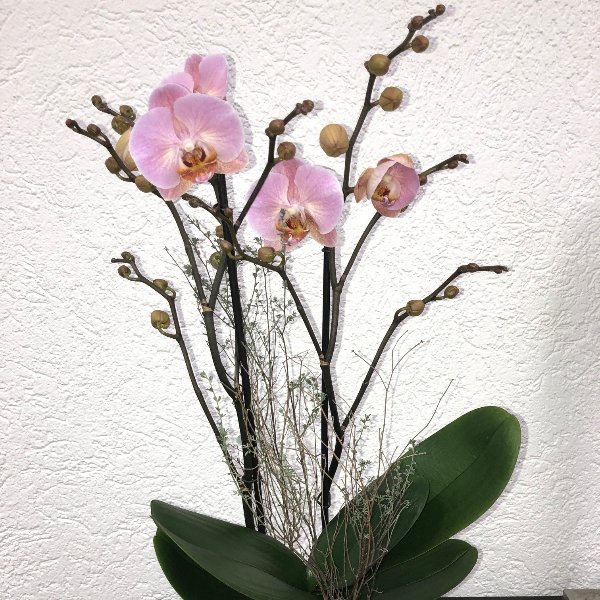 Orchidee - rosablumig mit Übertopf Bild 1