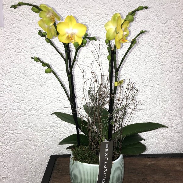 Orchidee - gelbblumig mit Übertopf Bild 1