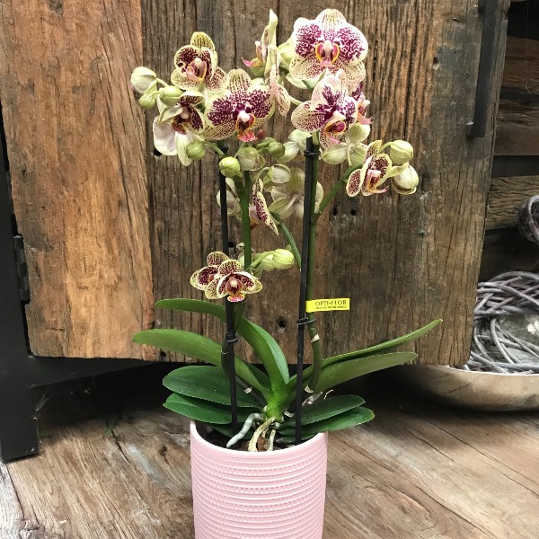 Orchidee-4 Bild 2
